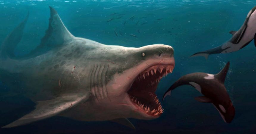 Shark: il primo squalo
